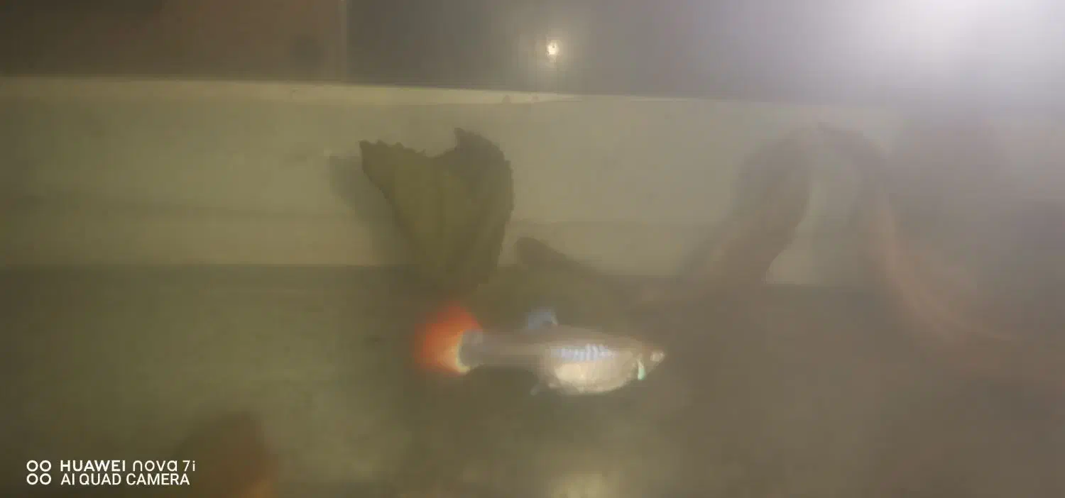 30 تابچه گوپی چندنژاد|ماهی|سبزوار, قصبه شرقی|دیوار