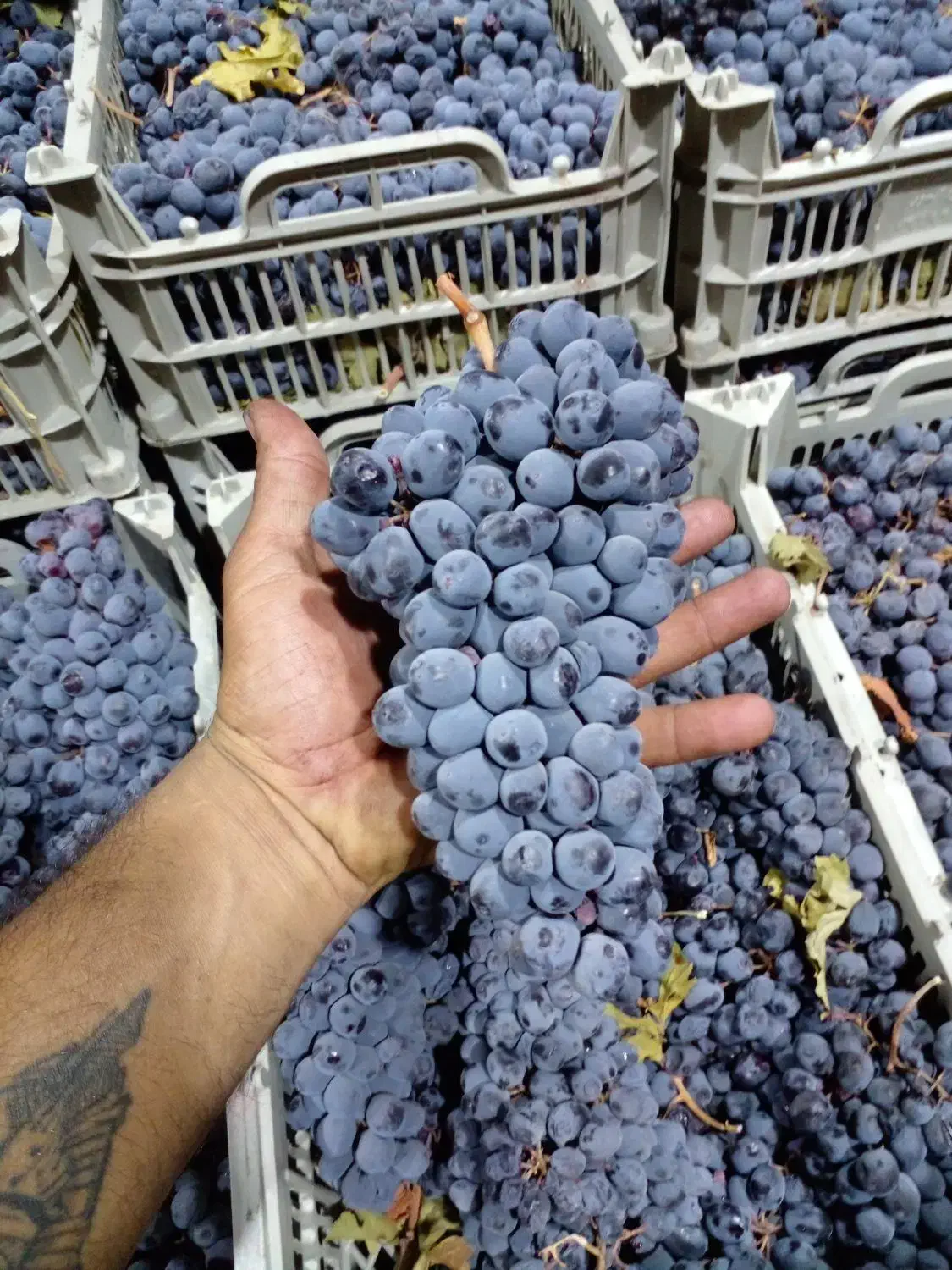 انگور دیمی سردشت درجه یک|خوردنی و آشامیدنی|تهران, میدان میوه و تره‌بار مرکزی|دیوار