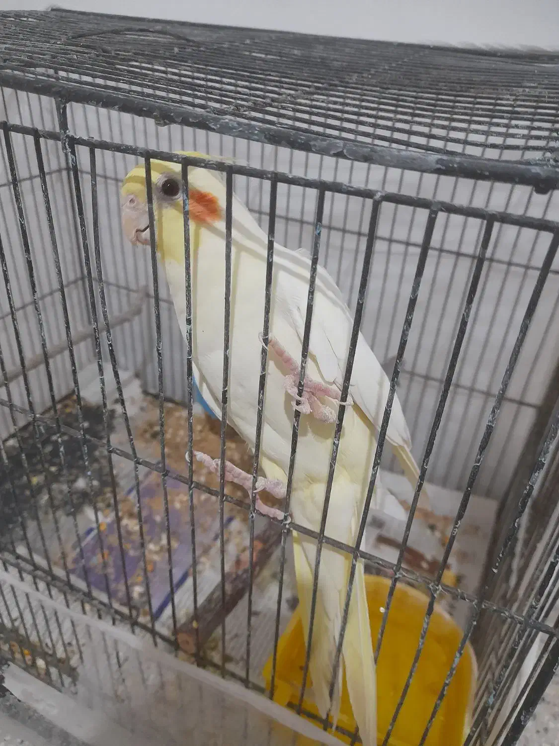 عروس هلندی دستی|پرنده|اسفراین, |دیوار