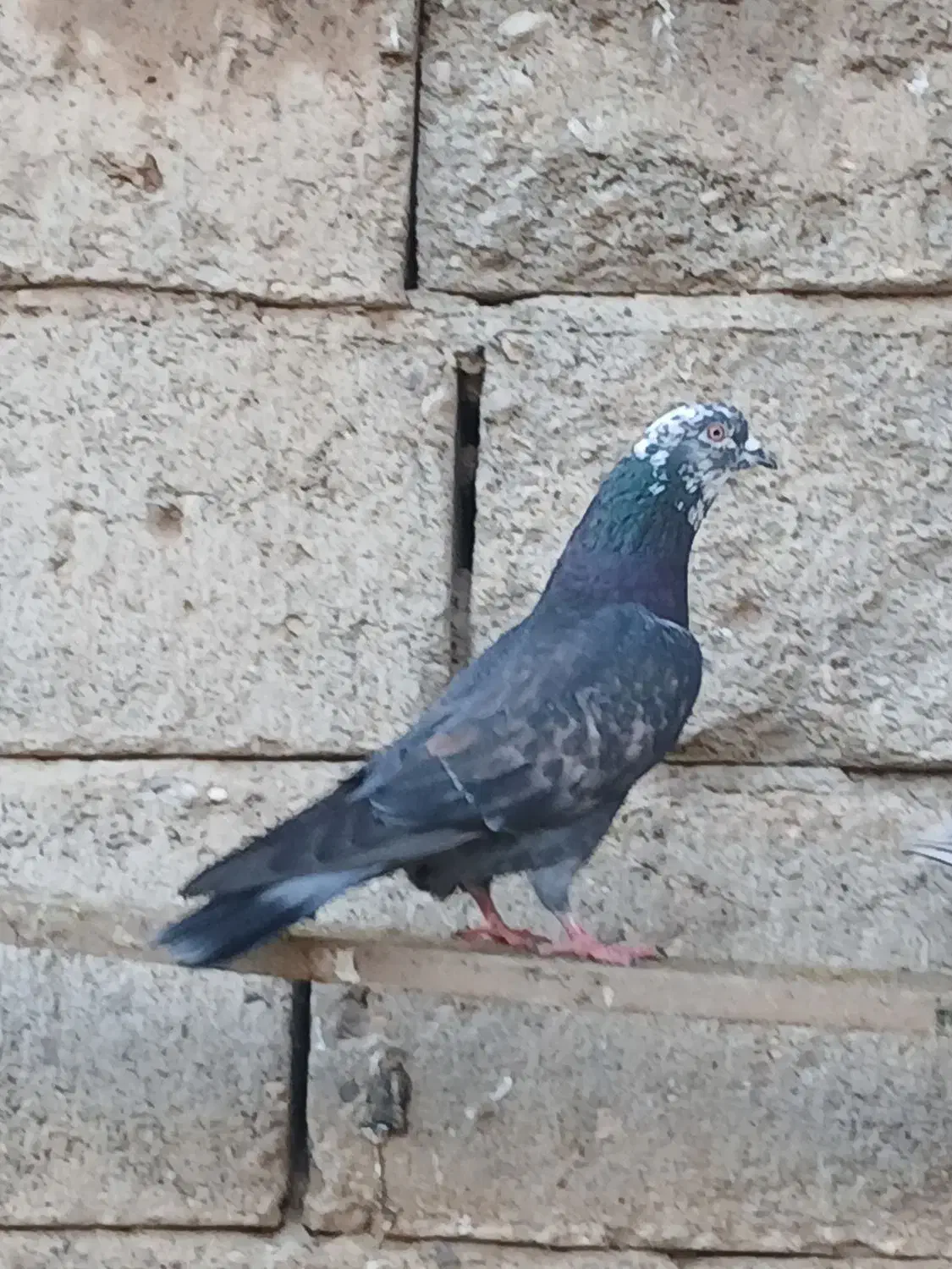 کبوتر بدرنگ و پرشی|پرنده|قیدار, |دیوار