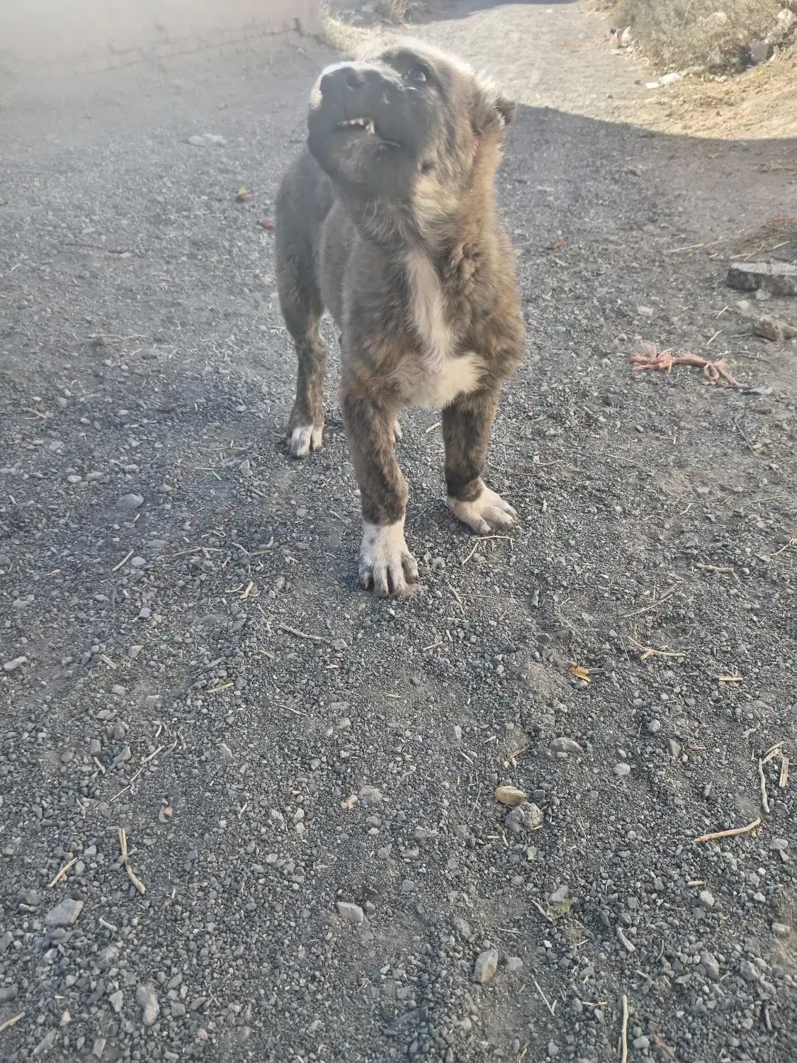 واگذاری توله خراسانی|سگ|فریمان, |دیوار