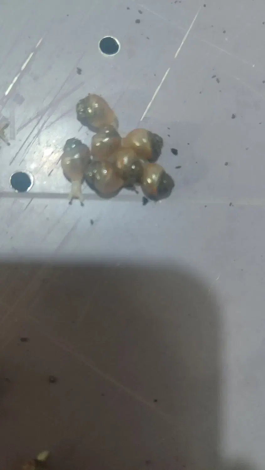 جوجه حلزون|خزنده|نظرآباد, رسالت|دیوار