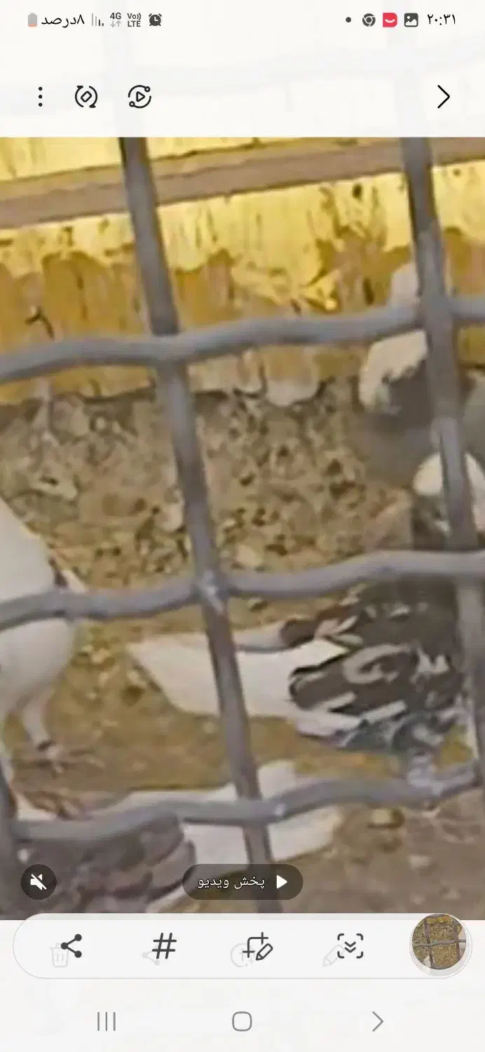 هما|پرنده|تهران, مینابی|دیوار