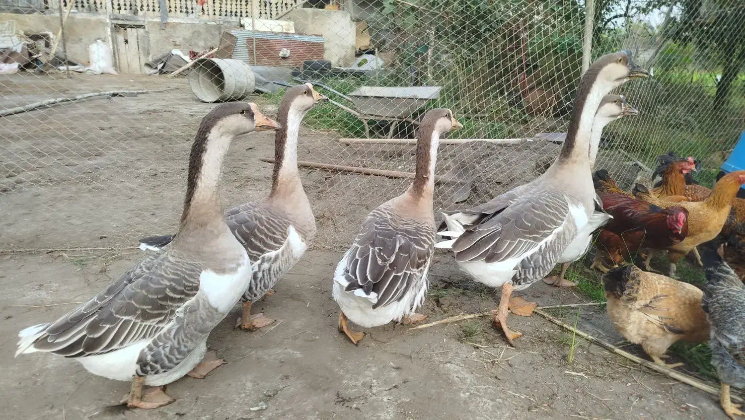 قو غاز فروشی|حیوانات مزرعه|چاف و چمخاله, |دیوار