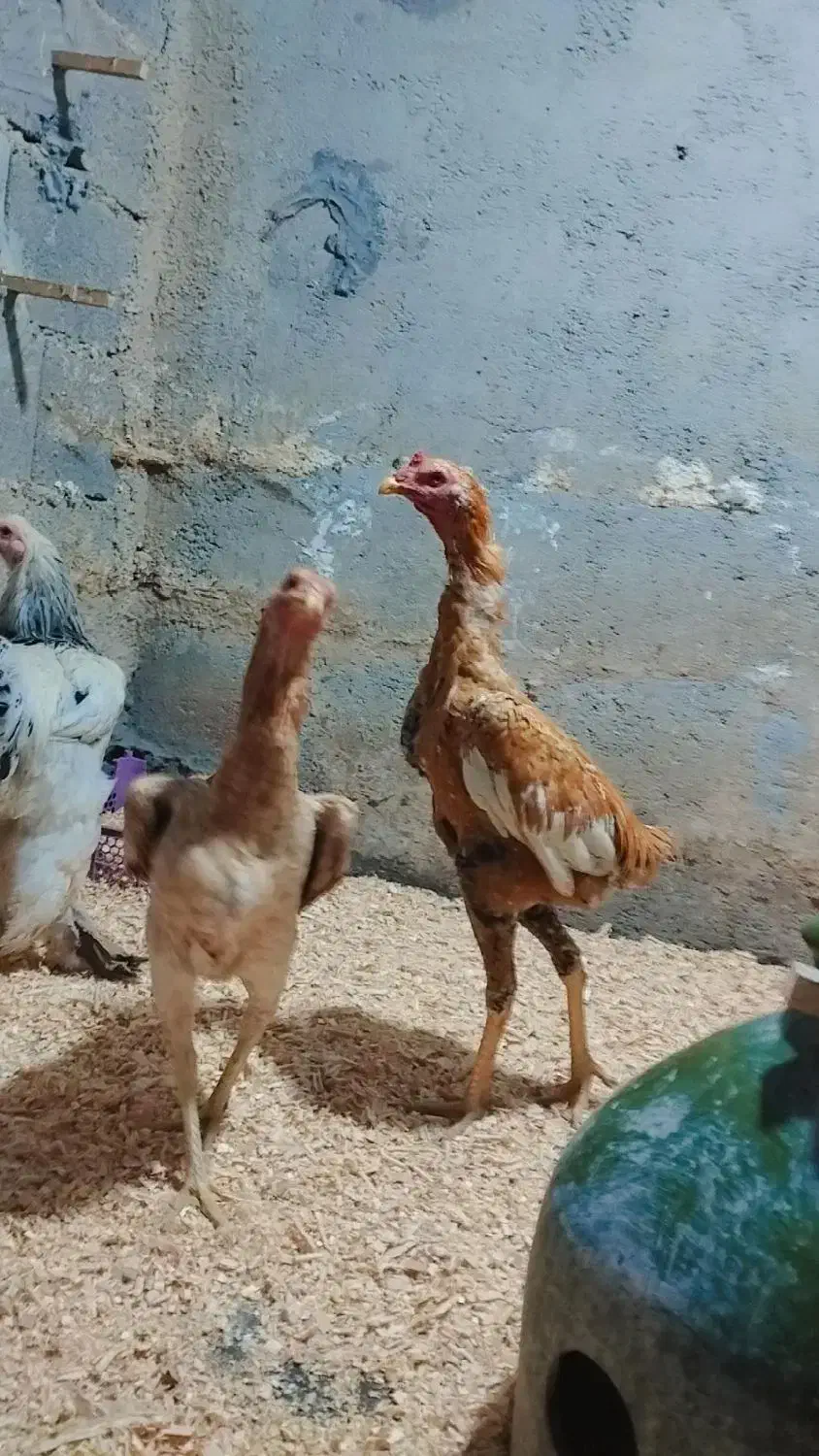 مرغ لاری دانگ بالا و جا دار یک ساله یه تیغ|حیوانات مزرعه|سرپل ذهاب, |دیوار