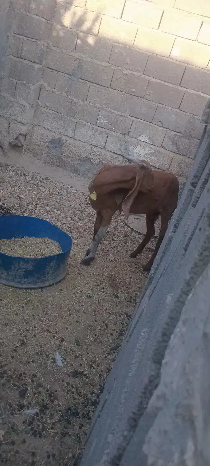 بز درجه یک قیمت پای مامعله ابسن|حیوانات مزرعه|بندر دیر, |دیوار