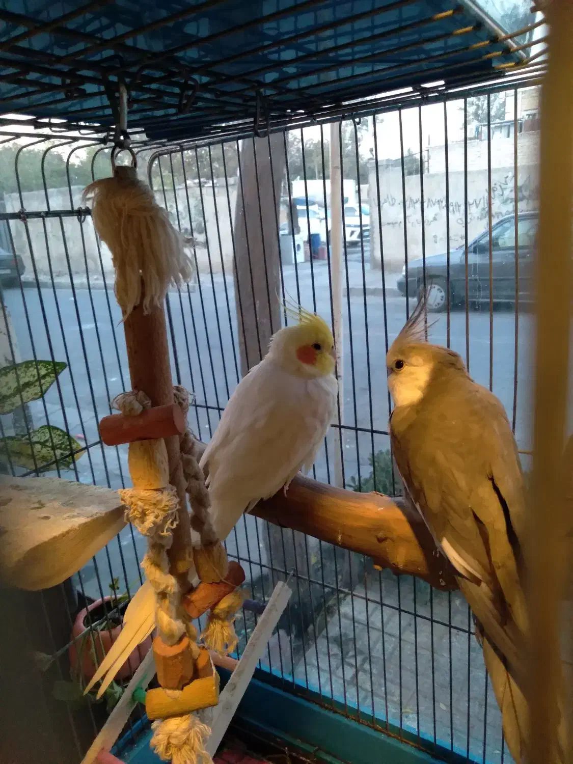 عروس هلندی|پرنده|فردیس, سپید دشت|دیوار