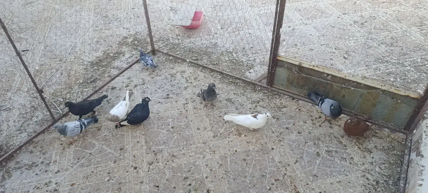 جوجه نر ماده|پرنده|رفسنجان, |دیوار