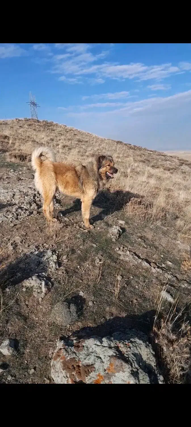 سگ‌گمشده|حیوانات|اردبیل, |دیوار