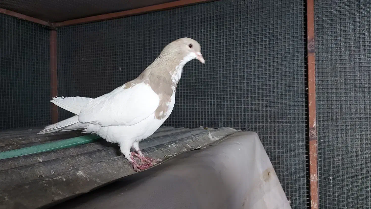 یال|پرنده|شیراز, عادل آباد|دیوار