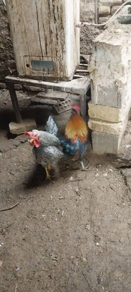 خروس|حراج|نی‌ریز, |دیوار