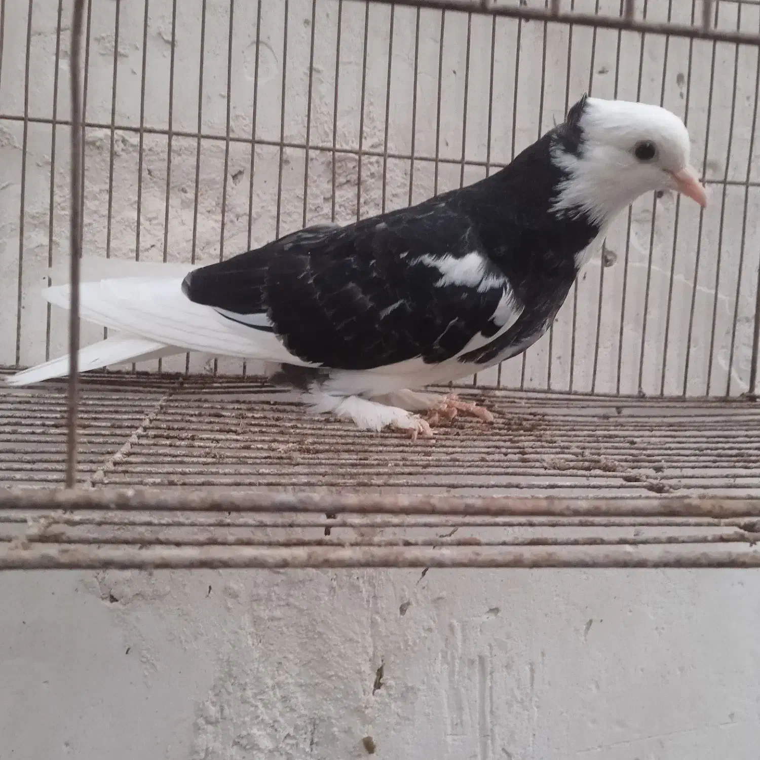 کبوتر|پرنده|میناب, |دیوار