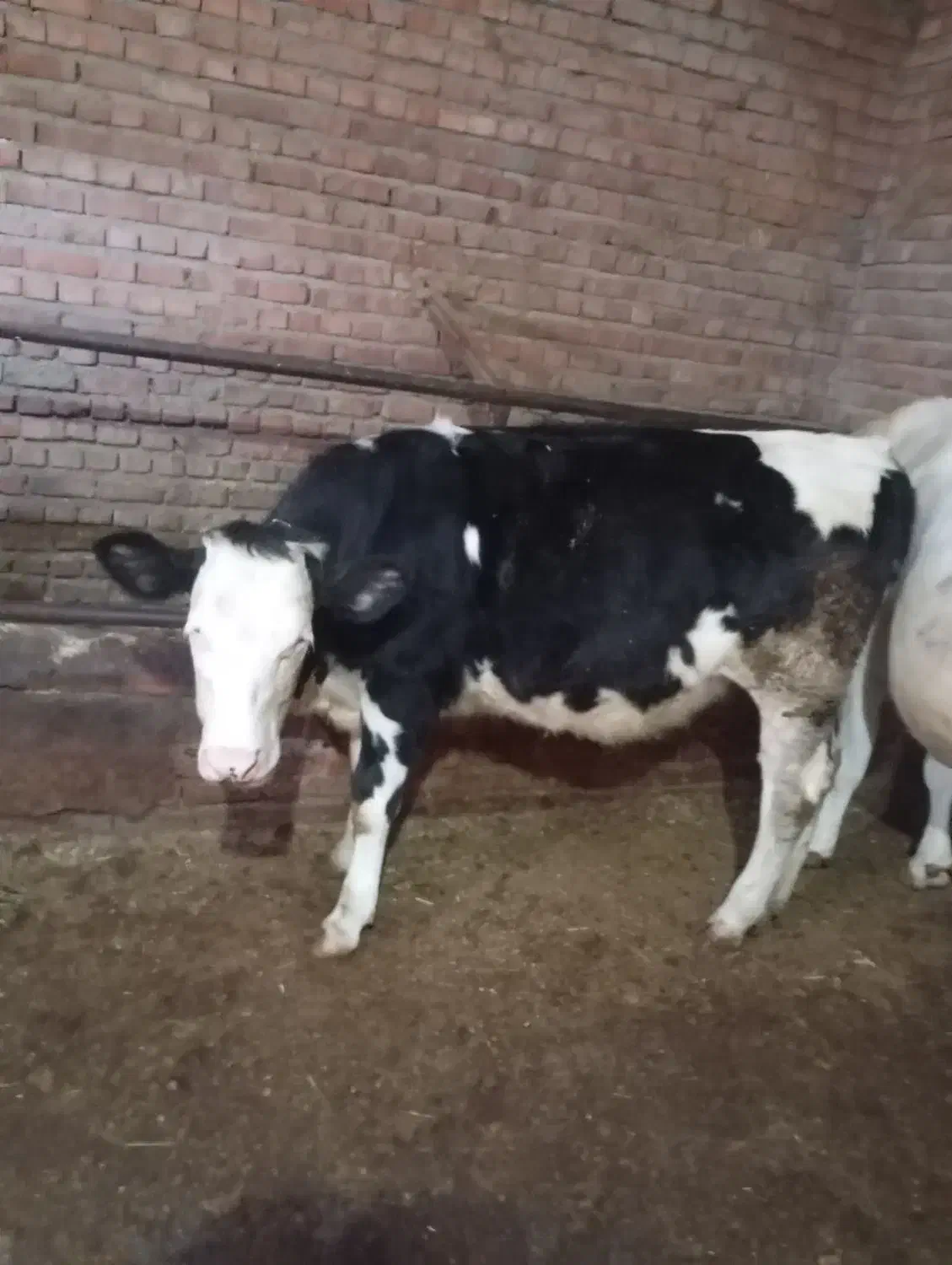 گوساله|حیوانات مزرعه|نظر کهریزی, |دیوار