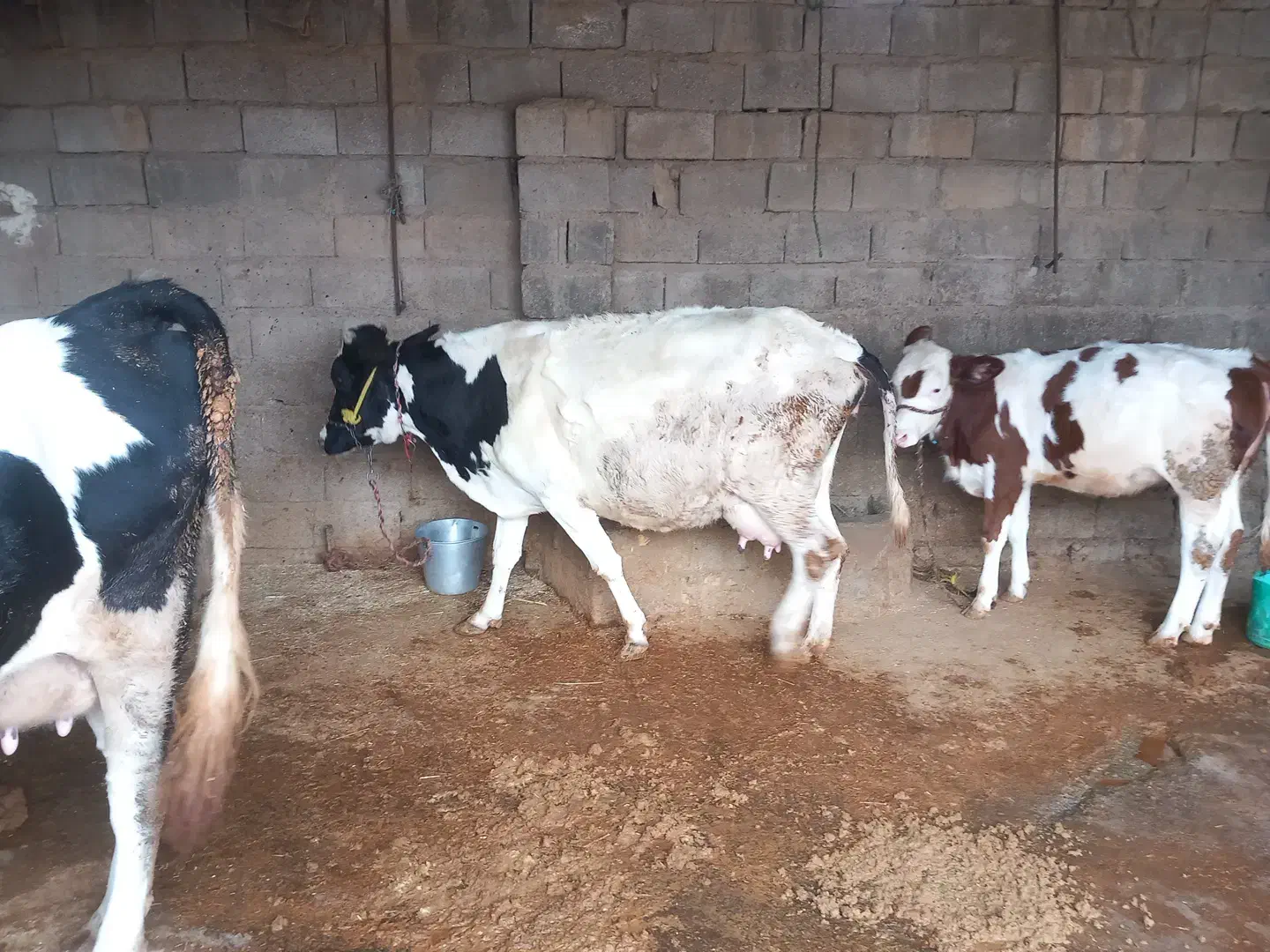 گاو زاییده|حیوانات مزرعه|گتوند, |دیوار