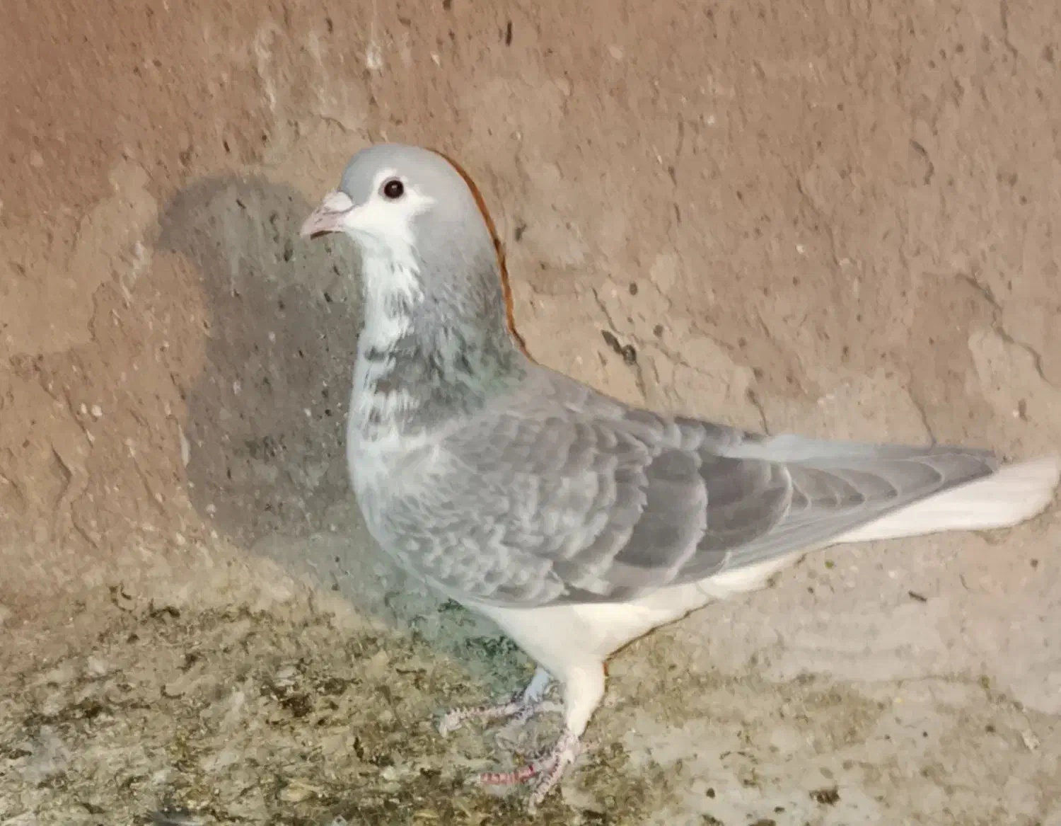 چندتاکفترپریشی|پرنده|نیشابور, فضل|دیوار