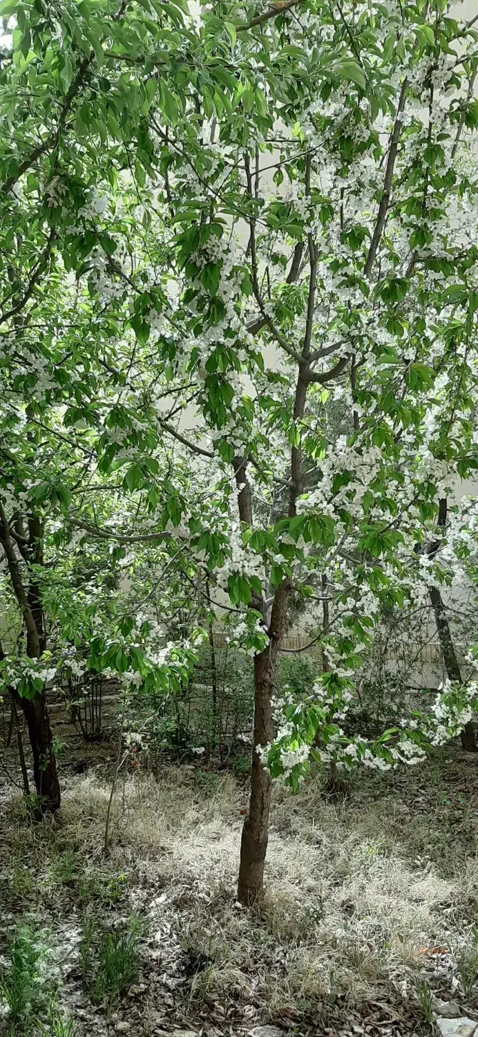 آپارتمان 120 متری دوخوابه|فروش آپارتمان|فرمهین, |دیوار