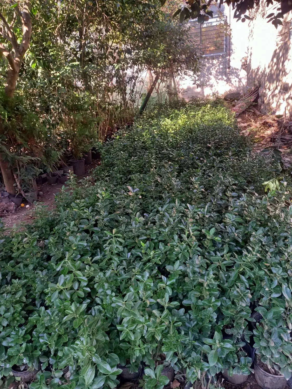 شمشاد|خدمات باغبانی و درختکاری|چابکسر, |دیوار