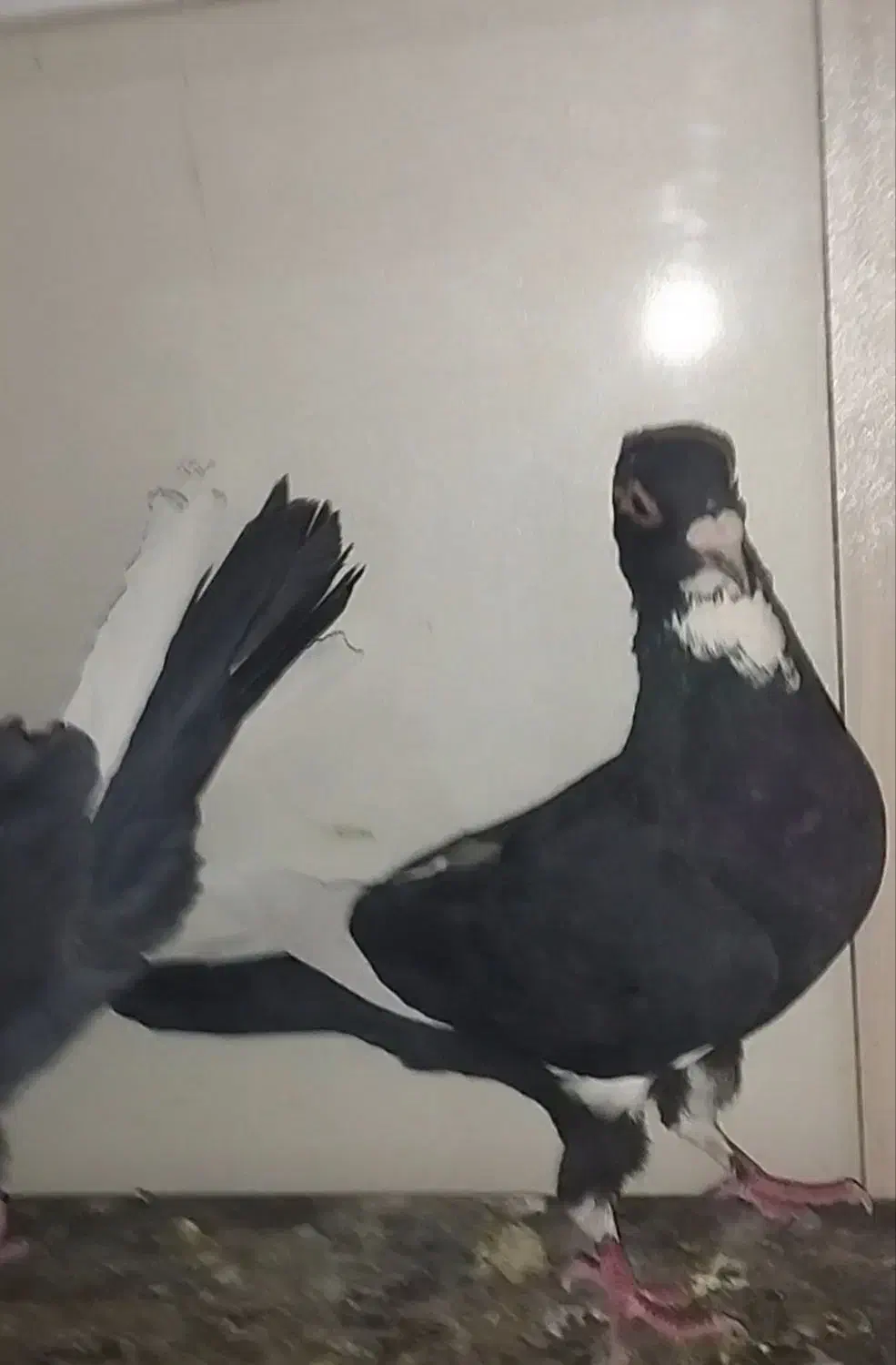 ماده پلنگ کلایی خوشگل|پرنده|رفسنجان, |دیوار