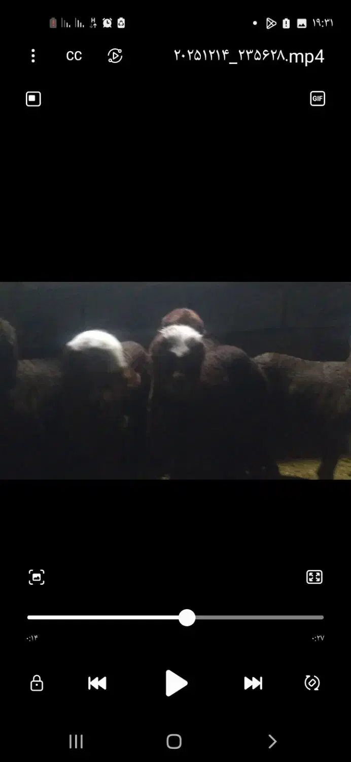 شیشک قوچ درجه یک .گوسفند.میش .بره|حیوانات مزرعه|زند, |دیوار