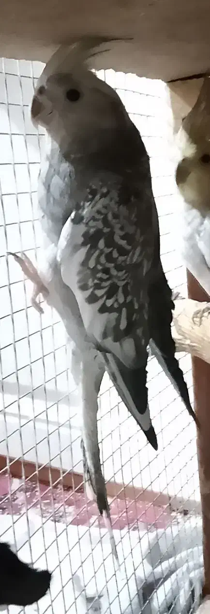 ۳جفت عروس هلندی مولد واقعی ضمانتی|پرنده|کرمان, |دیوار