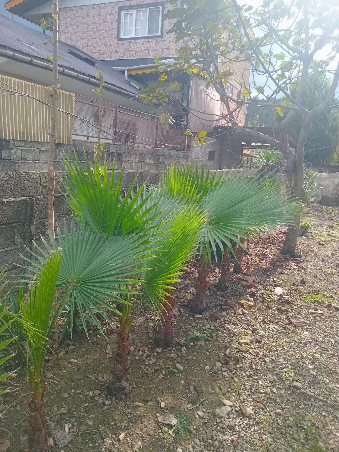 پالم، یوکا، یاس هلندی|گل و گیاه طبیعی|رحیم‌آباد, |دیوار