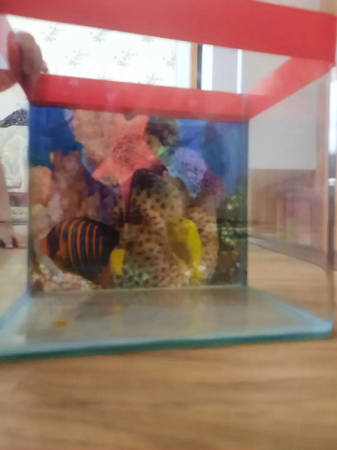 آکواریوم شیشه خم|ماهی|تبریز, |دیوار