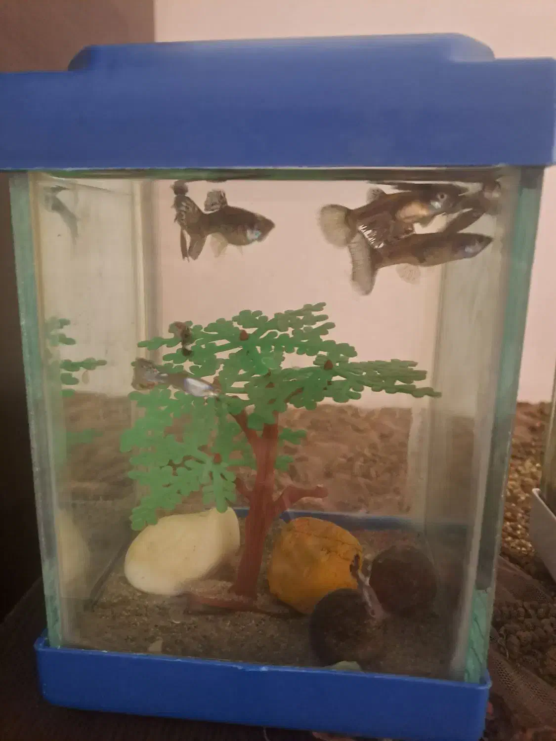 ماهی کوپی و شیشه اکواریوم کوچیک|ماهی|اردبیل, |دیوار