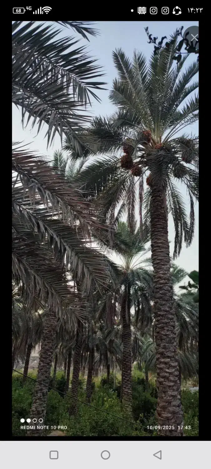 خرید وبرش وهرس کردن انواع چوب.درخانه وباغ|خدمات باغبانی و درختکاری|جهرم, |دیوار