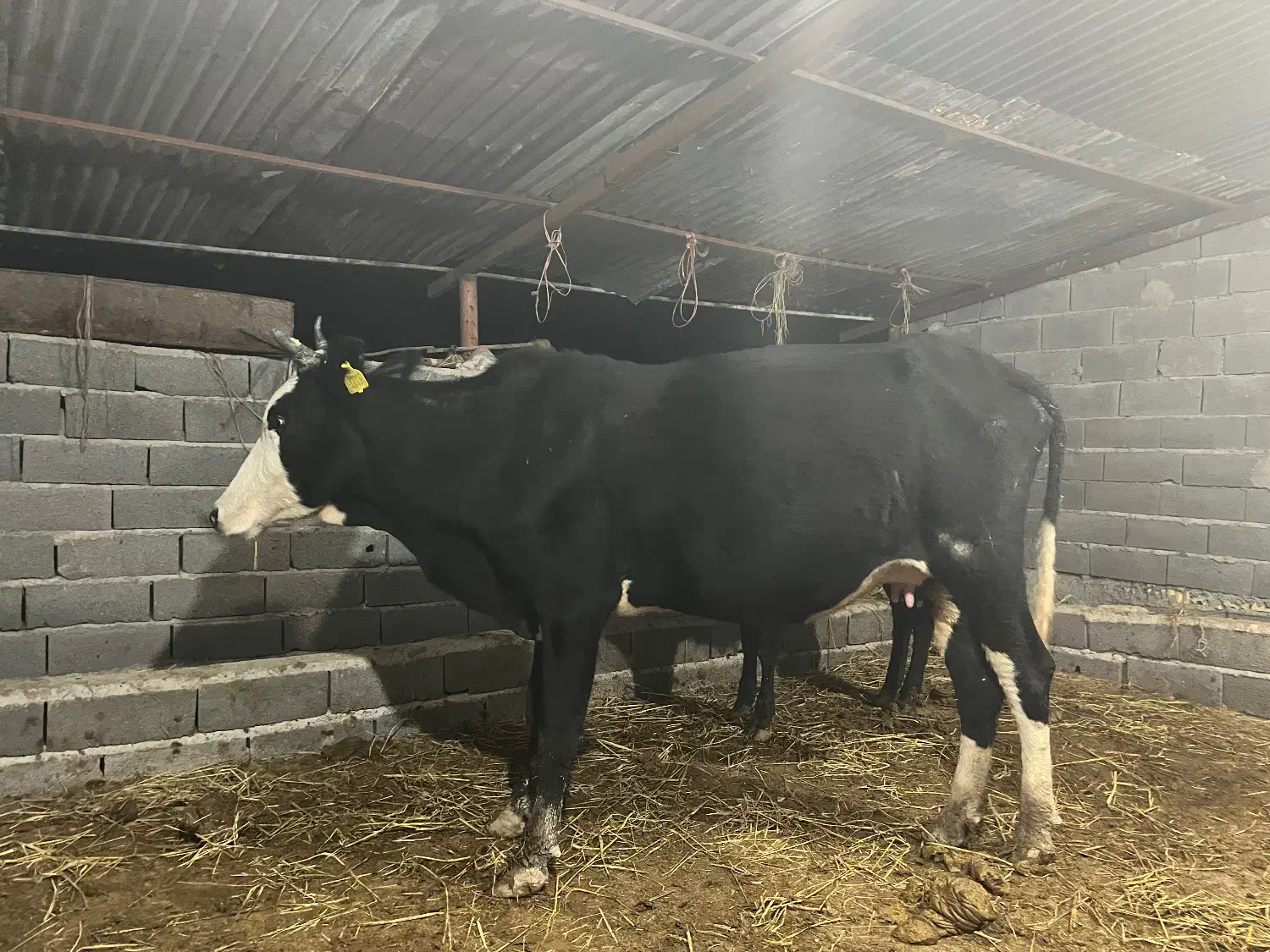 یک راس ماده گاو دورگ جنگلی|حیوانات مزرعه|علی‌آباد کتول, |دیوار