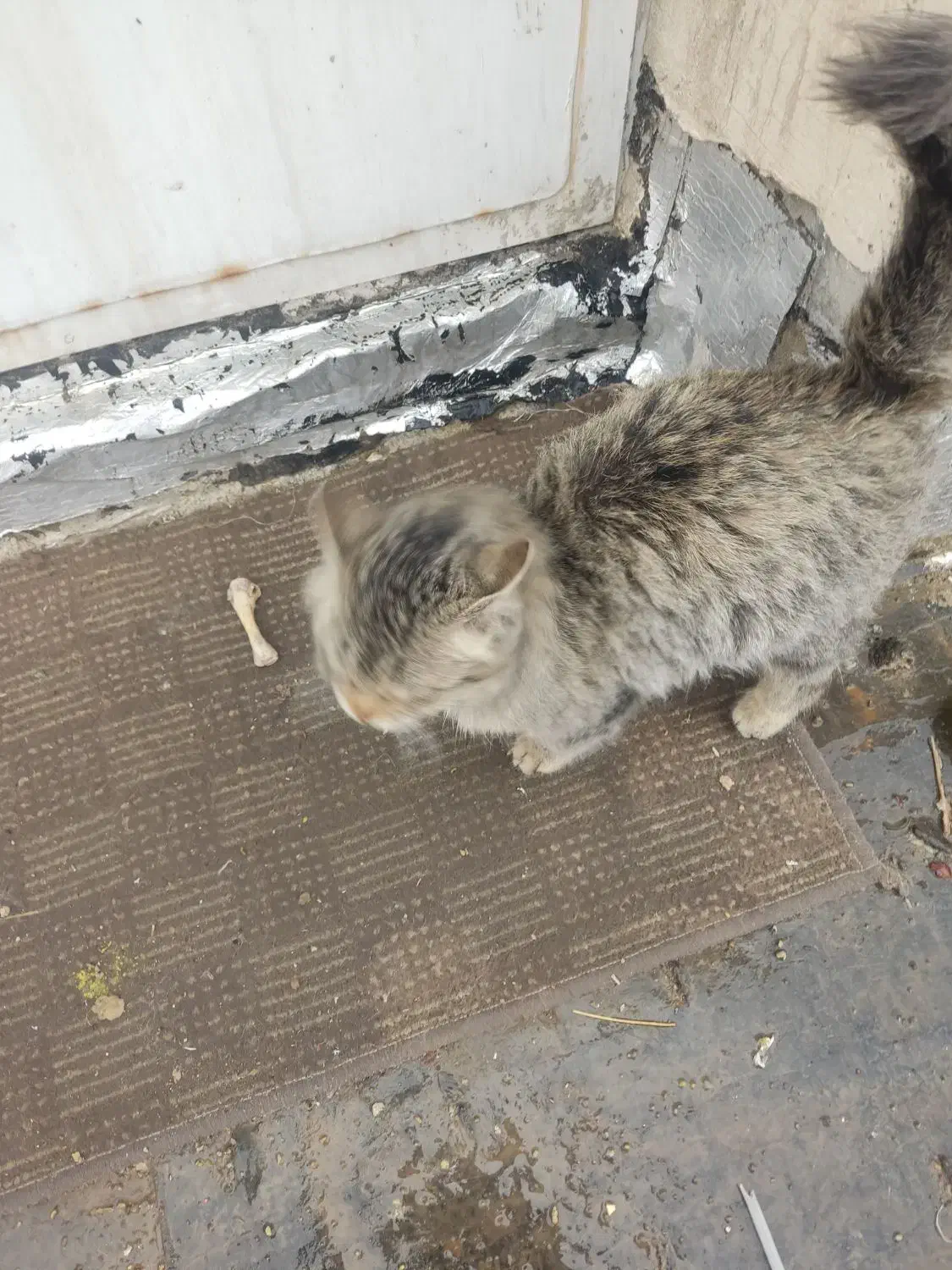 واگذاری گربه|گربه|بوکان, |دیوار