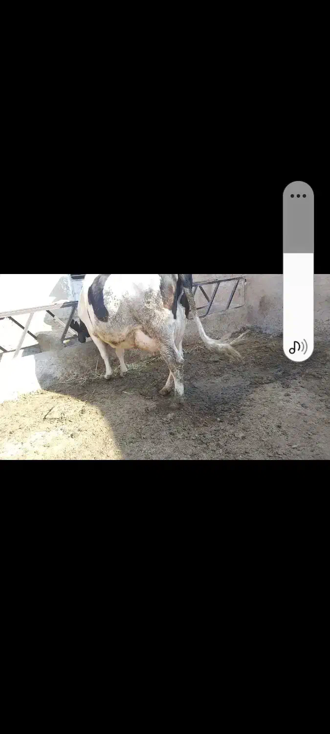 گاوشیریزایماندومباگوسالهسیمینتالماده|حیوانات مزرعه|رشتخوار, |دیوار