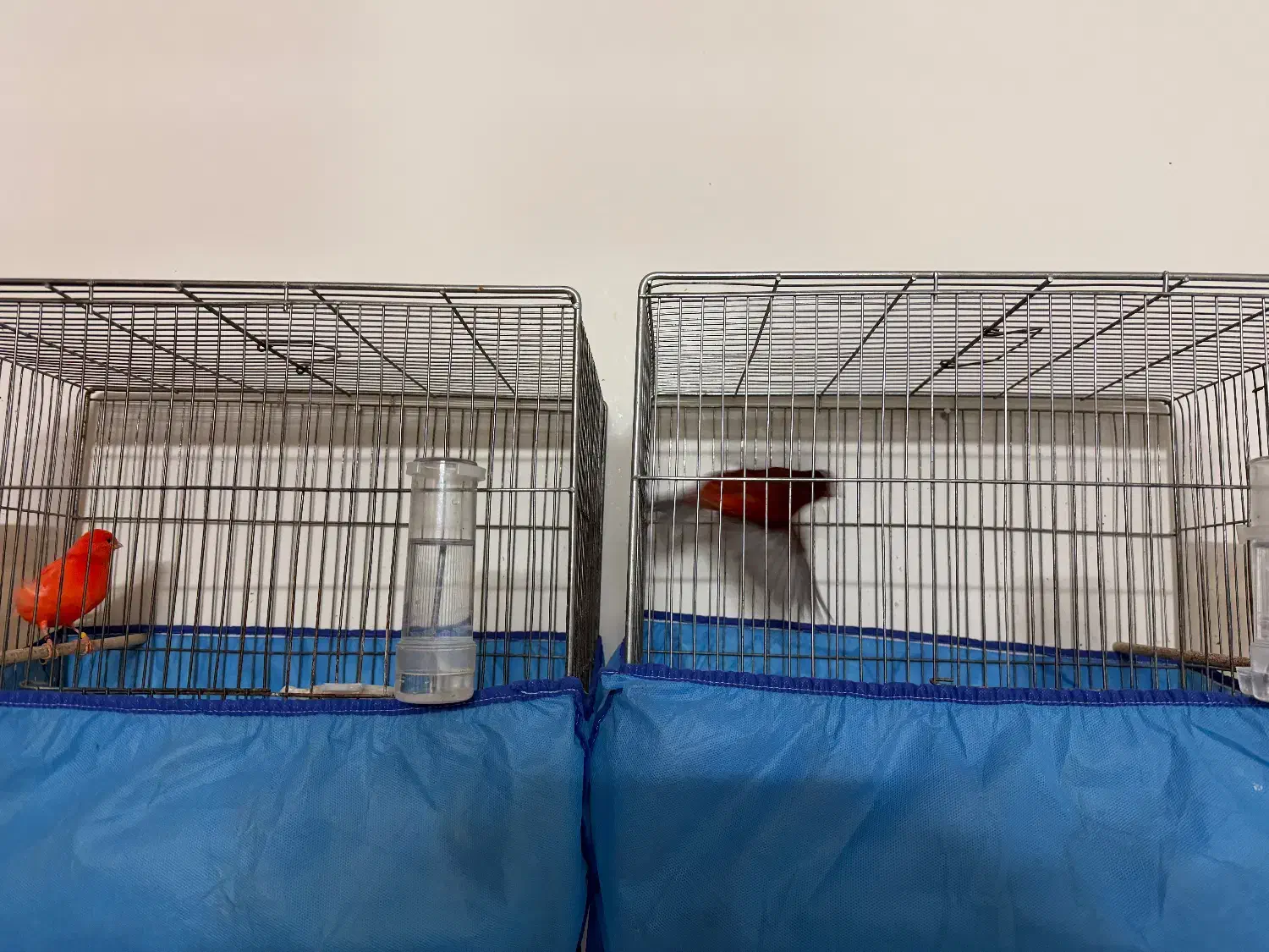 قناری|پرنده|بروجرد, |دیوار