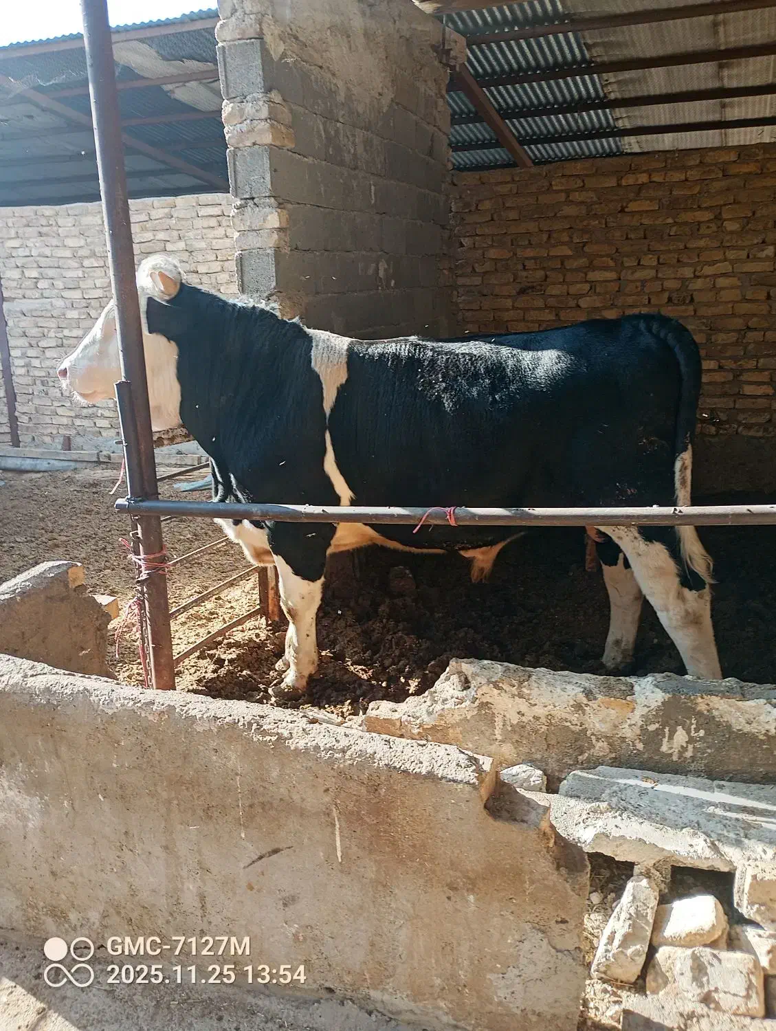 گوساله|حیوانات مزرعه|محمدیه-قزوین, |دیوار