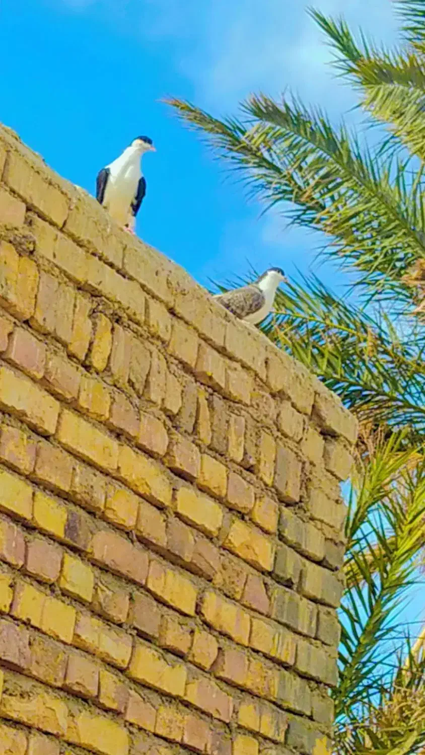 جفت کبوتر  ساده وضد اتیغه معاوضه ای با پرشی|پرنده|کرباسک, |دیوار