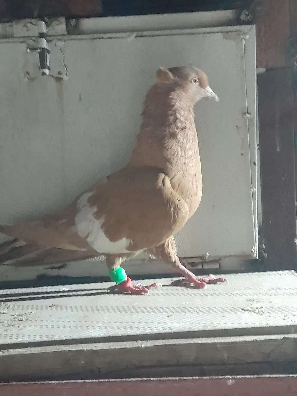 کبوتر سرک زرد|پرنده|دزفول, |دیوار