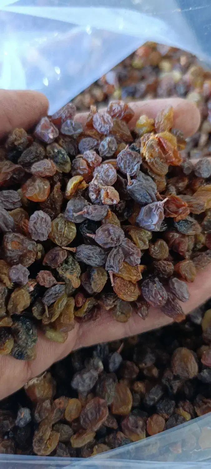 کشمش ابگیری|خوردنی و آشامیدنی|ملایر, |دیوار