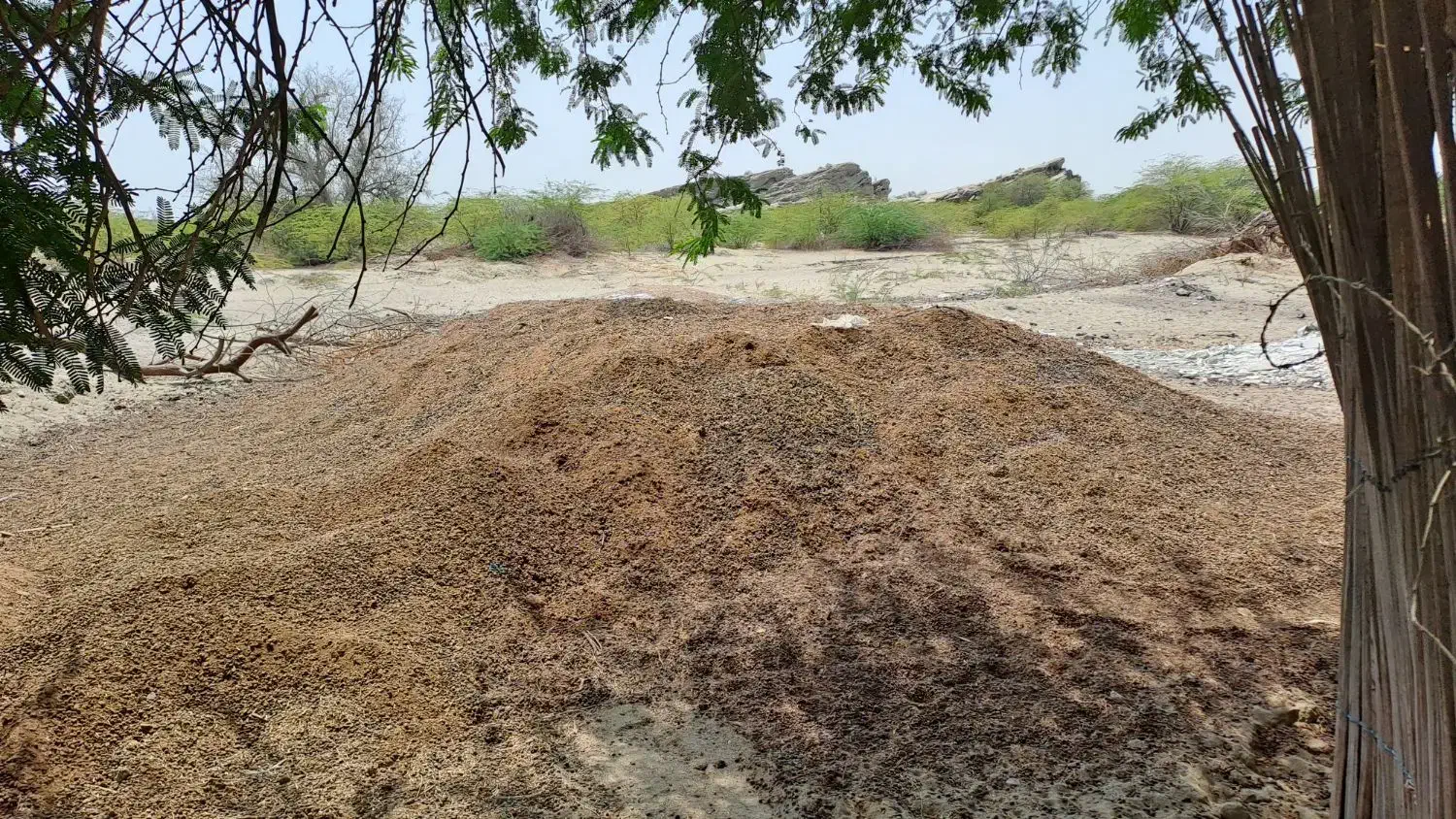 کود گوسفندی فروشی....|خدمات باغبانی و درختکاری|جاسک, |دیوار