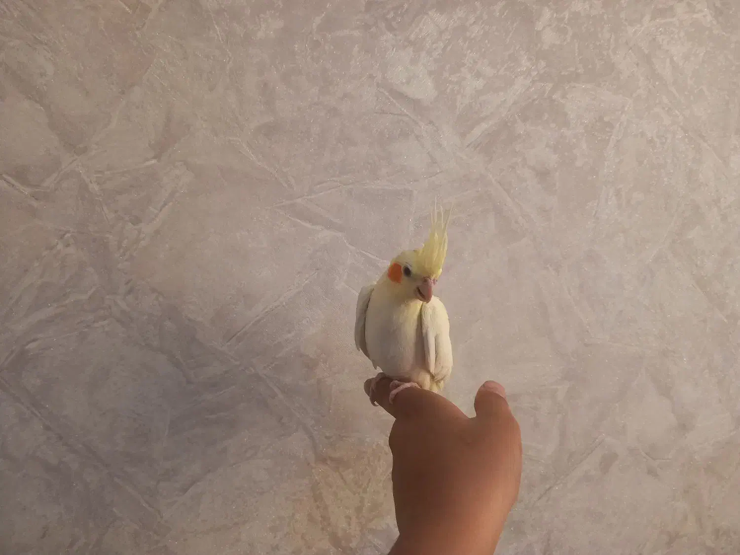 عروس هلندی نر ۳ ماهه|پرنده|فردیس, داوری|دیوار