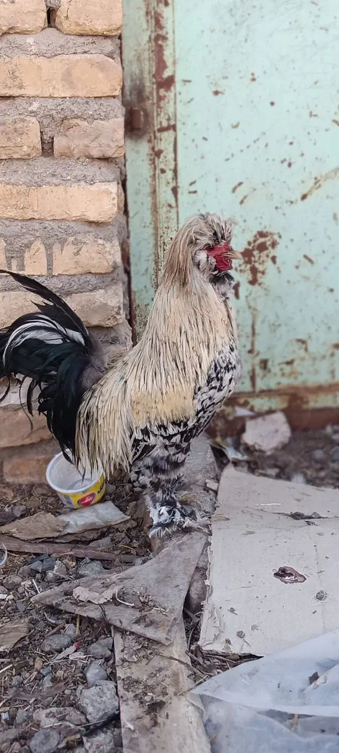 خروس|حیوانات مزرعه|کشکوئیه, |دیوار