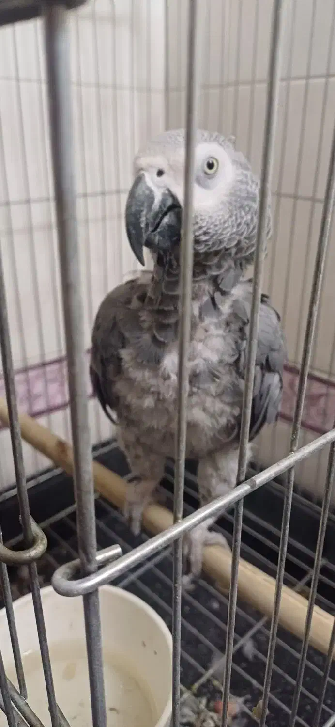 کاسکو شعر خان ۵۰۰ کلام باهوش ۴ ساله|پرنده|تهران, جیحون|دیوار