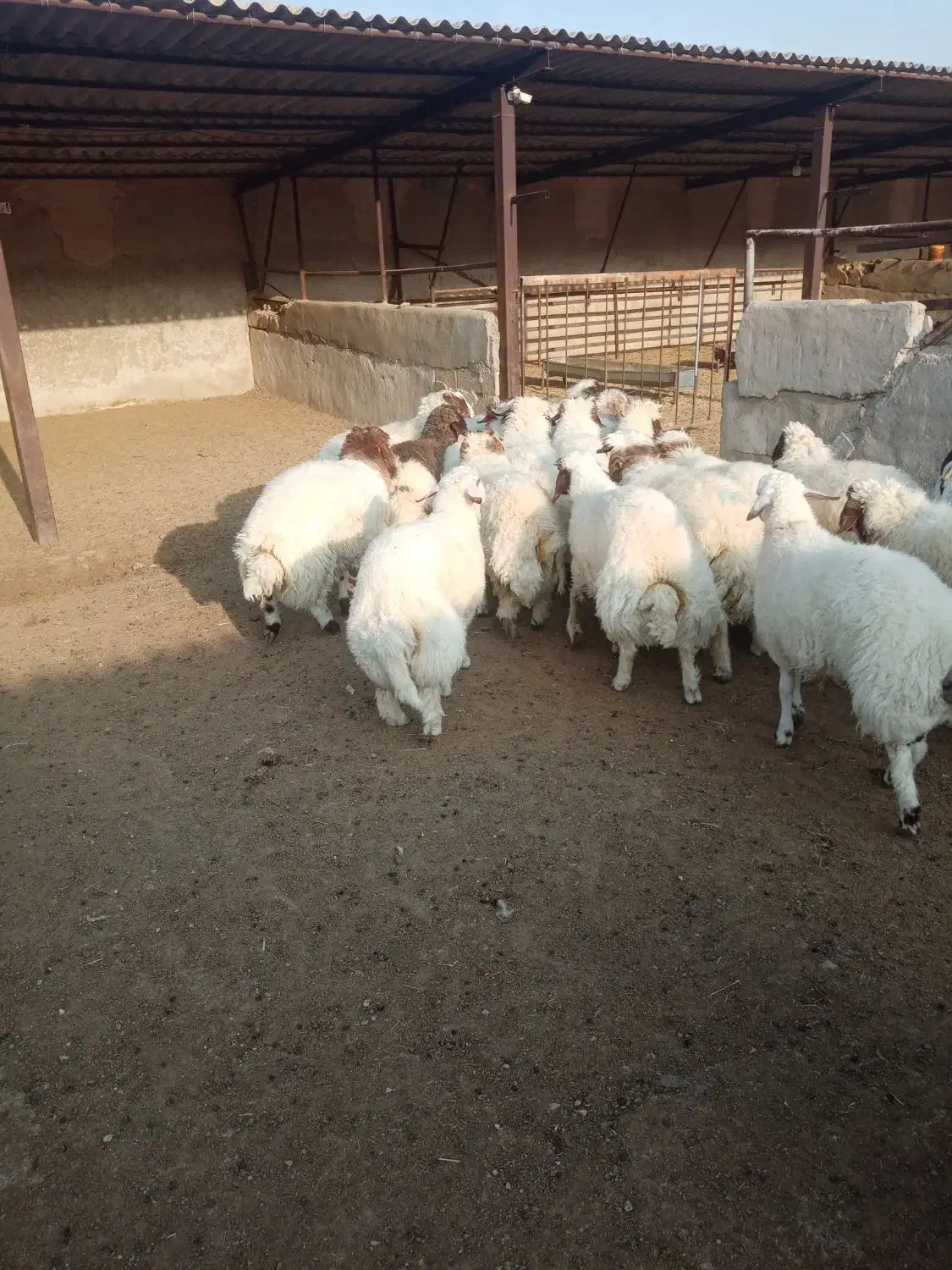 گوسفند پروار فروشی|حیوانات مزرعه|کارزان, |دیوار