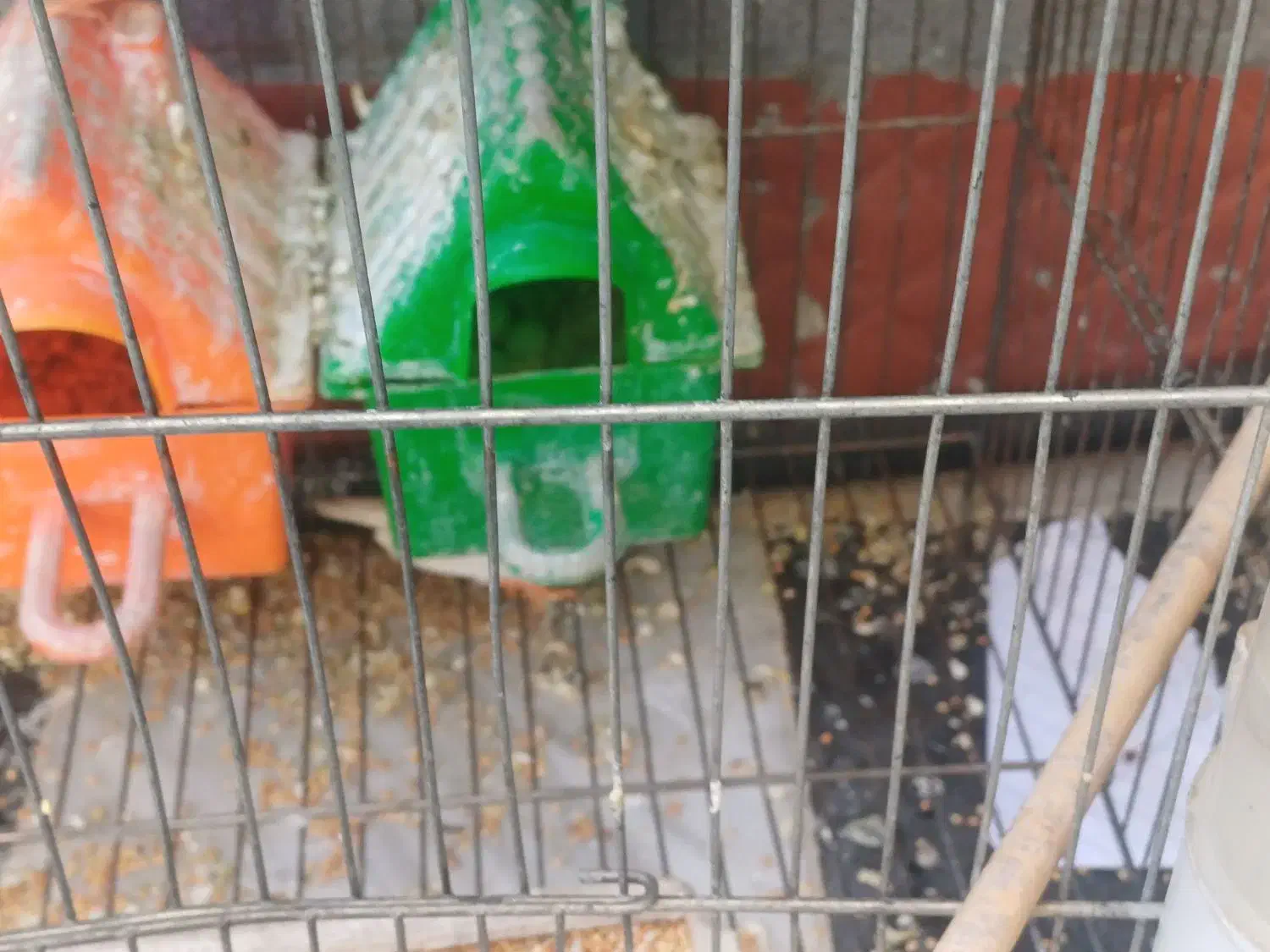 ۶عدد فنج و۶عددتخم|پرنده|حسین آباد, |دیوار