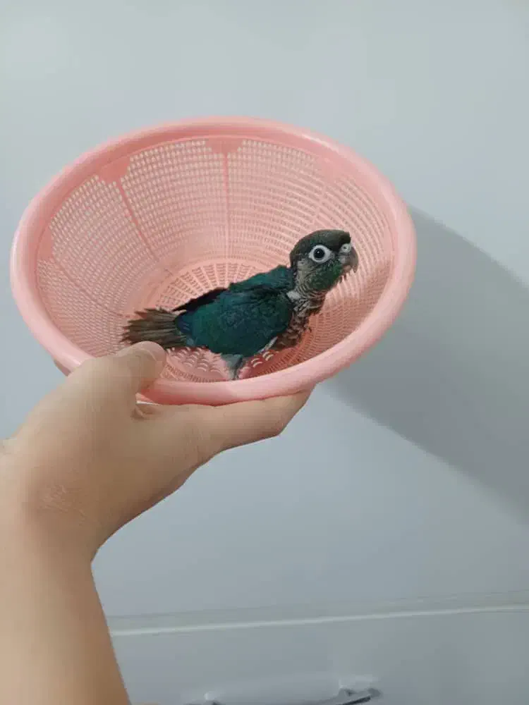 راهب و گرین چیک و مرغ مینا|پرنده|قم, قلعه کامکار|دیوار