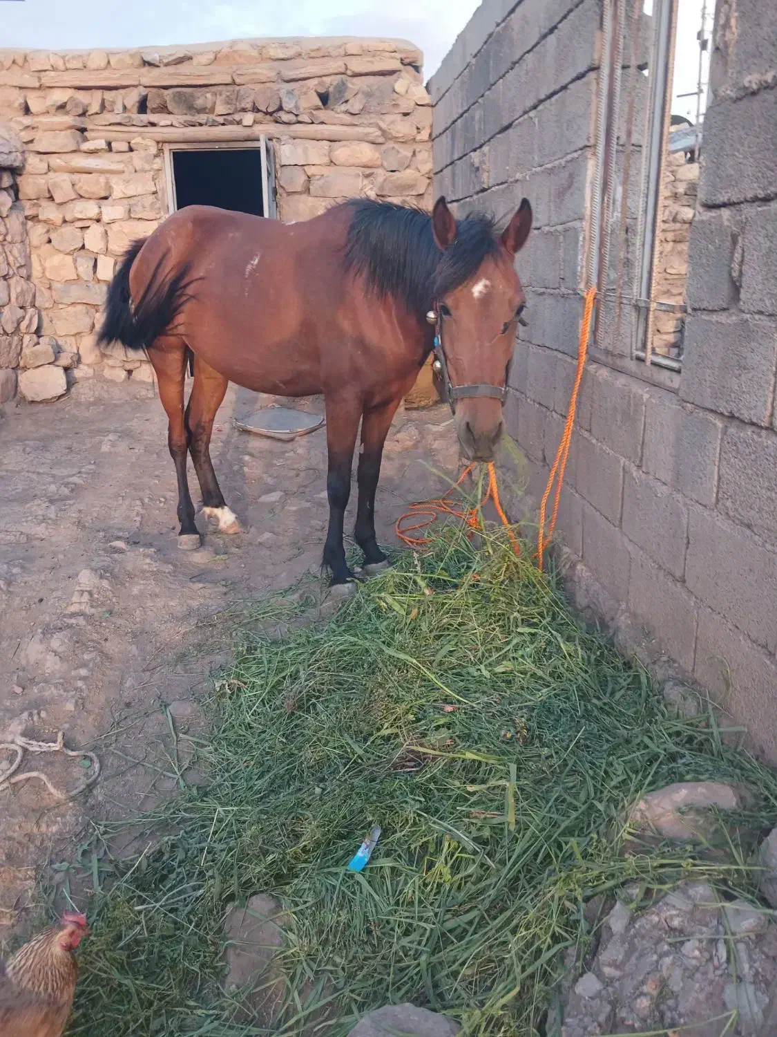 اسب|اسب و تجهیزات اسب‌سواری|چگنی, |دیوار