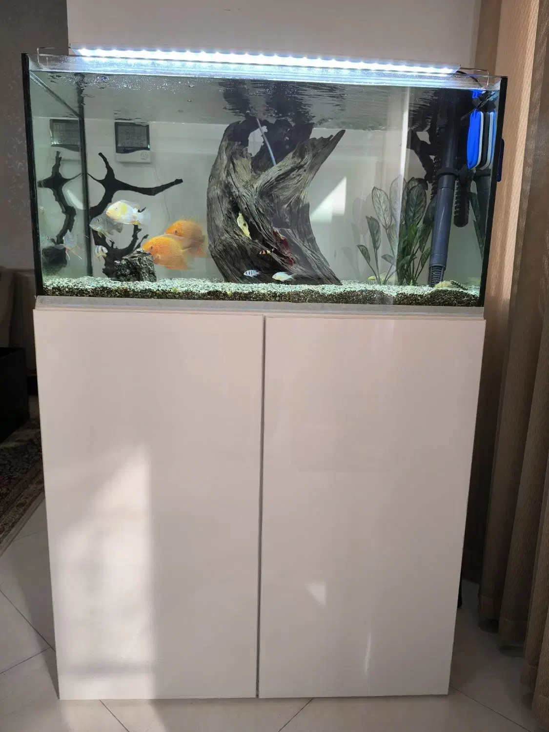 آکواریوم|ماهی|قم, شهدا|دیوار