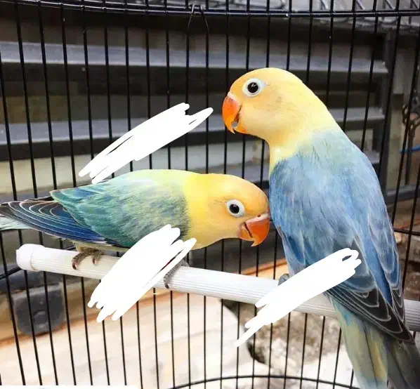 طوطی پاربلو اوپلاین یووینگ عروس قناری قفس|پرنده|مشهد, عبادی|دیوار