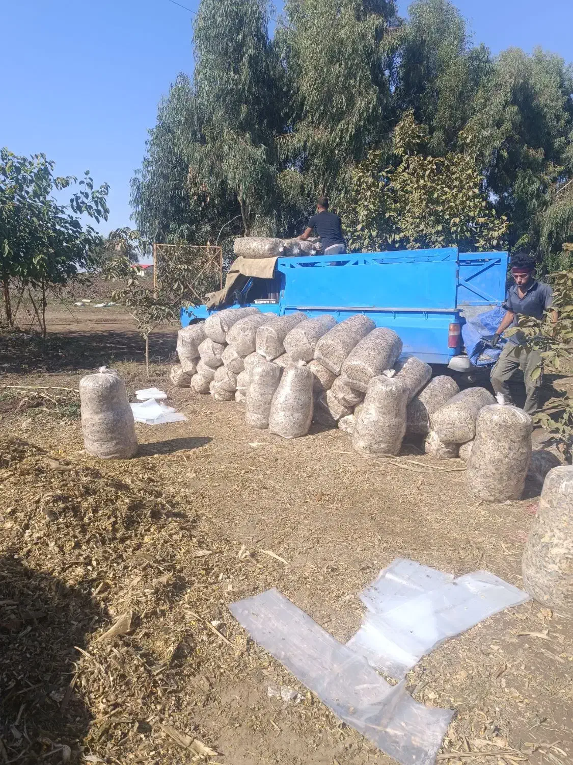 ذرت علوفه ای|عمده‌فروشی|فاضل آباد, |دیوار