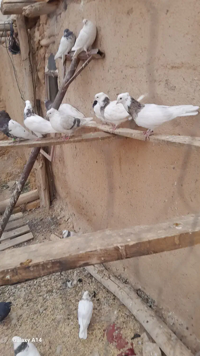 کفتر کبوتر طوقی|پرنده|سجاس رود, |دیوار