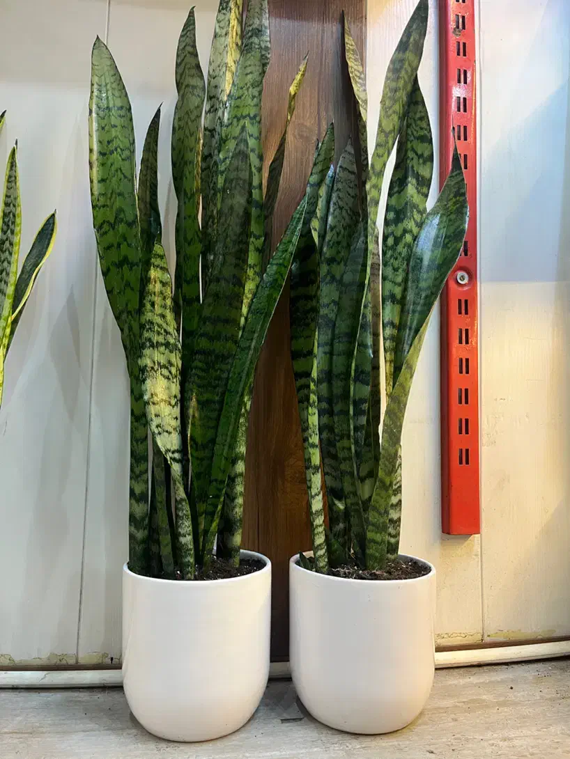 گل آپارتمانی سانسوریا|گل و گیاه طبیعی|کرج, گلشهر|دیوار