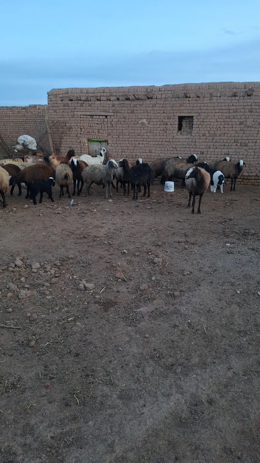 بره قوچ و میش اصیل شال معاوضه با پیکان‌وانت|حیوانات مزرعه|شال, |دیوار